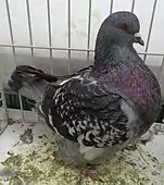 Mondain bleu écaillé