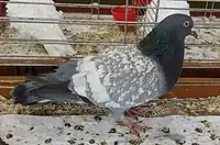 Cauchois bleu maillé blanc