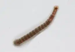 Piscicola geometra (ou Sangsue géomètre)