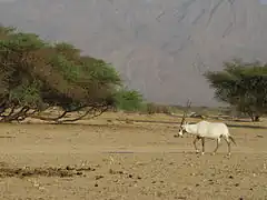 Oryx en Israël en 2010.