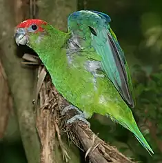 Caïque mitré (Pionopsitta pileata)