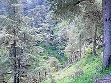 Cédraie de l'Atlas blidéen