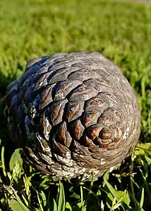 Cône avec des « spirales de croissance » gauches et droites.