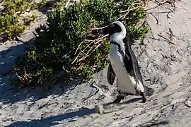 Manchot du Cap à Boulders Beach.