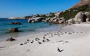 Colonie à Boulders Beach.