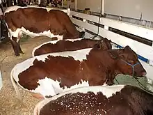 Vaches rouges à bande blanche sur le dos entravées dans une étable paillée.