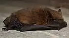 Pipistrelle commune