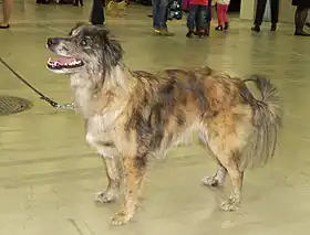 Berger des Pyrénées à face rase bringé.