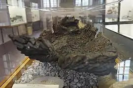 pirogue du IIe siècle, Musée d'art et d'histoire de Toul.