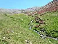 Dans la partie supérieure de la Réserve naturelle nationale de la vallée d'Eyne, début juillet