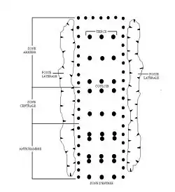 Plan d'une maison de tradition Rubané récent, Cuiry-lès-Chaudardes, Aisne