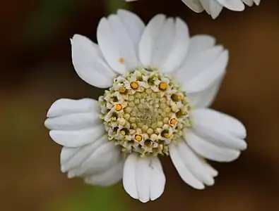Fleur d'Achillée Sternutatoire