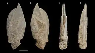 Planoscalpellum distinctum