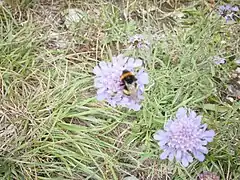Deux capitules de Scabieuse colombaire