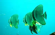 Platax à longues nageoires