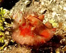 Platydoris cinerobranchiata.