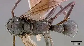 Platythyrea conradti sam-hym-c002300a dorsal.