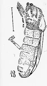 Plecia crassiventris Nicolas Théobald 1937