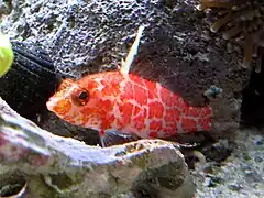 Plectranthias inermis.