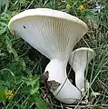 Pleurotus nebrodensis