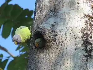 Perruches à tête prune femelles