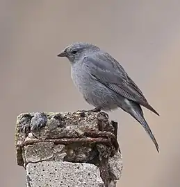 Phrygile gris-de-plomb (Phrygilus unicolor)