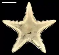 Plutonaster bifrons