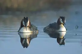 Couple de Grèbes huppés en plumage nuptial.