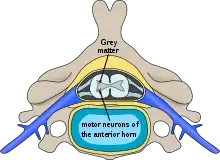 Schéma d'une coupe latérale d'une vertèbre