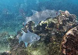 Groupe de barbures rayées (Polydactylus plebeius)
