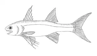 Polydactylus quadrifilis