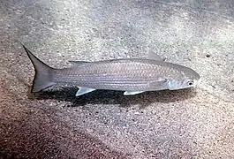 Polydactylus sexfilis