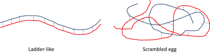 Les complexes polymères-polymères peuvent se présenter sous l'une des deux formes suivantes : ladder-like ou scrambled egg.
