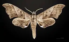 Polyptychus trilineatus celebensis face dorsale MHNT