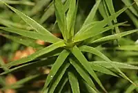 Apex d'une tige de Polytrichum formosum. La nervure occupe presque toute la feuille, le limbe est visible sous forme d'une petite bande claire de chaque côté de la feuille.