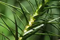 Tige de Polytrichum commune, couverte par les bases blanchâtres des feuilles.