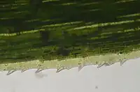 Vue de dessus d'une feuille de Polytrichum formosum. On observe les lamelles opaques disposées en rang, ainsi que le limbe transparent, très réduit et doté de dents.