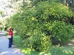 Poncirus (jardin botanique de Bratislava (en))