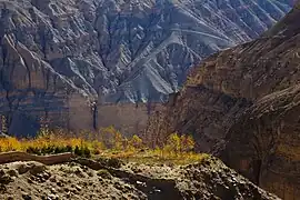 Pépinière non loin de Ghyakar.