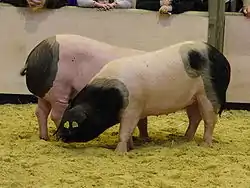 Pie noir du Pays basque