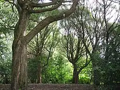 Arbres du parc.