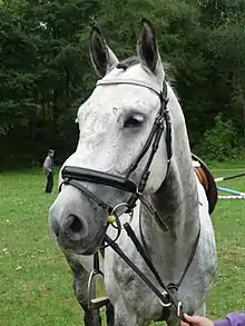 Tête d'un cheval gris-blanc
