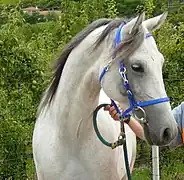 Étalon gris au profil subconcave, en France.