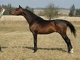 Cheval marron et noir levant la tête, vu de profil.