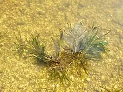 Plante entière arrachée flottant.