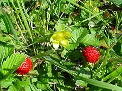 Fleur et faux-fruits.