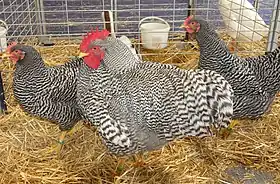 Trio d'Amrock grande race