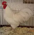 Coq Australorp nain blanc