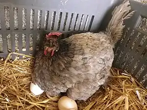 Poule Bleue de France qui couve.