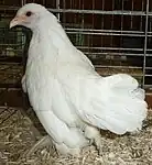 Jeune poule blanc